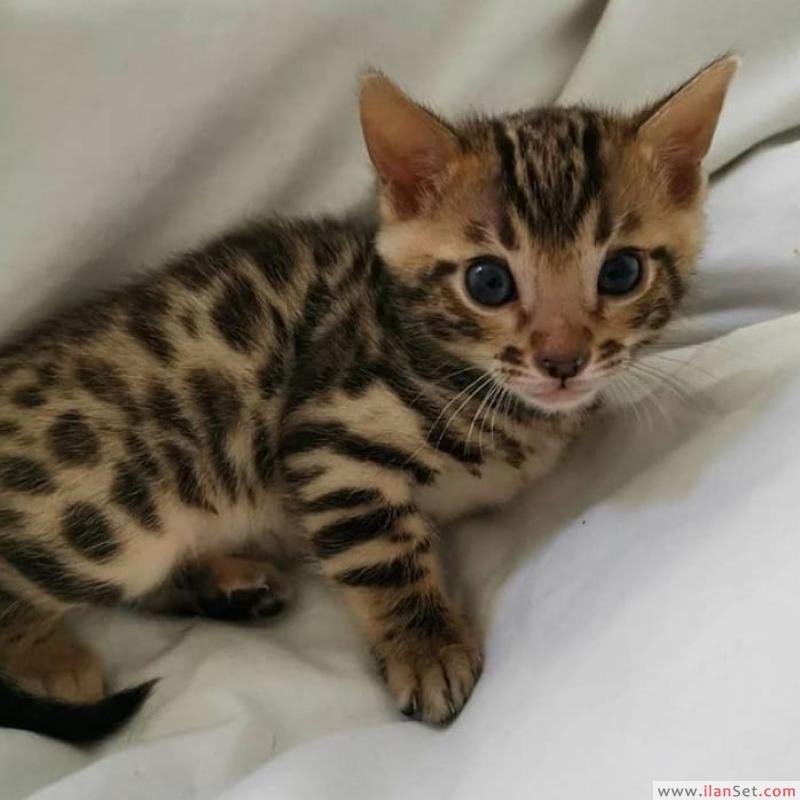 Bengal kedisi evlat edinme Kedi ilanları Çiğli İzmir