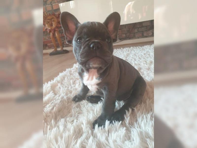 Fransiz Bulldog Yavrulari Kopek Ilanlari Esenyurt Istanbul