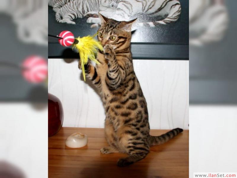 Güzel bengal yavru kedi Kedi ilanları Suluova Amasya