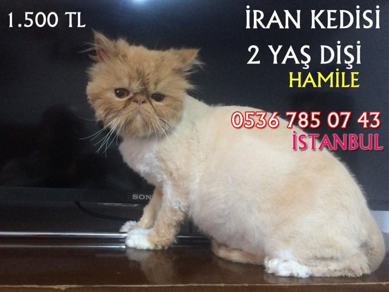 İran kedisi dişi satılık Kedi ilanları Fatih İstanbul