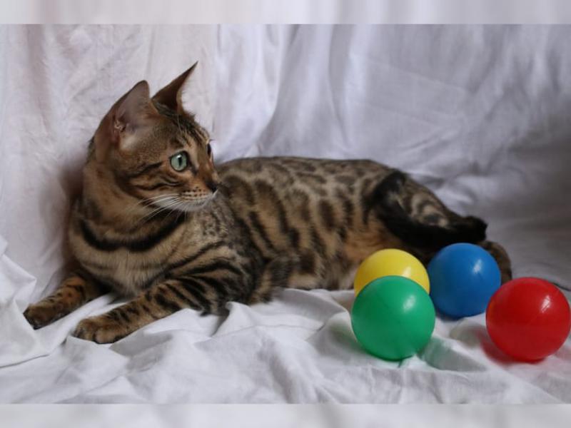 Kayıtlı bengal kedileri mevcut Kedi ilanları Menderes İzmir