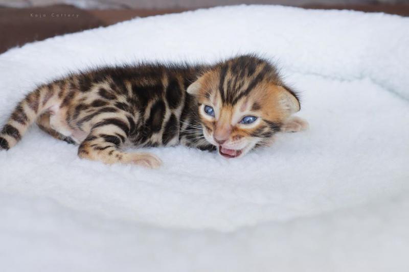 Safkan rozetted bengal yavru kedi Kedi ilanları Çaycuma Zonguldak