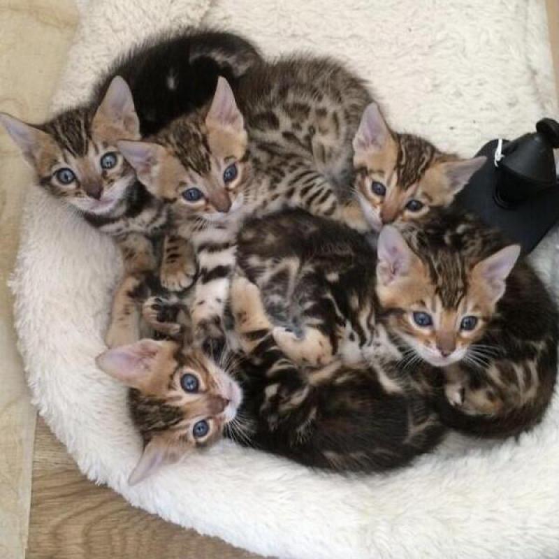 Mükemmel desenli egzotik bengal yavru kedileri Kedi ilanları Merkez