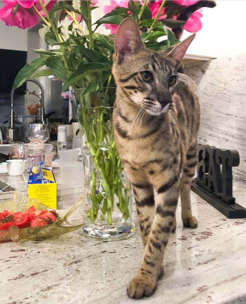 Savannah kedileri Kedi ilanları Merkez İstanbul