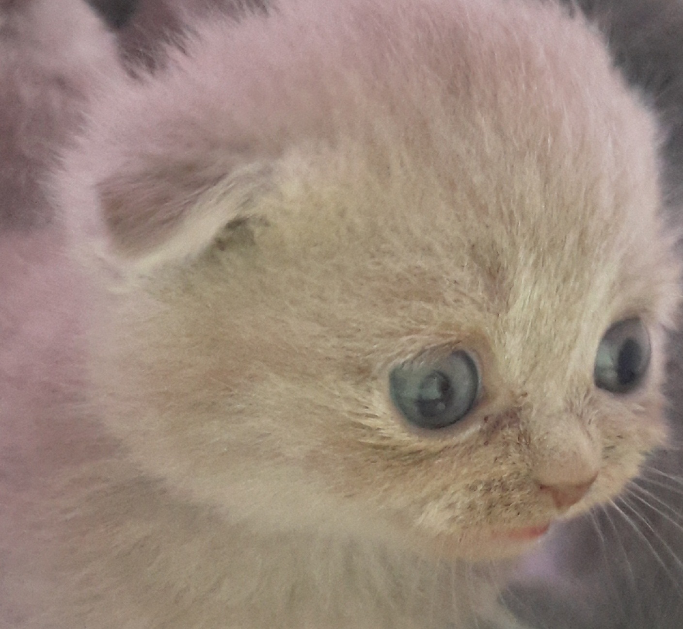 Scottish british kedi yavrusu görüşülür Kedi ilanları Nilüfer Bursa