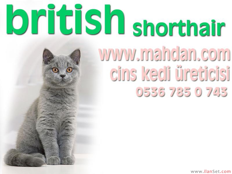Scottish fold &amp; biritiş shorthair kedi satışı Kedi ilanları Fatih İstanbul