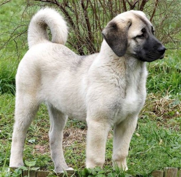 sivas kangal yavrusu kopek ilanlari pendik istanbul