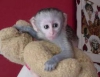 13 hafta erkek ve bayan capuchin maymunlar mevcuttur