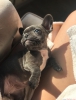 2 aylk dii blue french bulldog