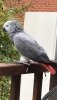 3 year old african grey female