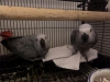 Afrcan gray macaw  available