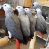 African grey parrot