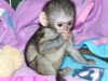 #####baby capuchn monkey for adopton#######