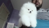 Benimsemek  pom terrier karm (714 plumas st yuba city)