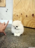 ocuklar iin ay fincan pomeranian puppies