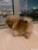 ok tatl pomeranian boo yavrumuz