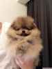 ok tatl pomeranian boo yavrumuz