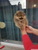 ok tatl pomeranian boo yavrumuz