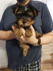 Cute yorkie puppies available