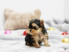 Cute yorkie puppies available