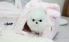 Drt rehoming: gzel t-cup pomeranian puppies sadece 12 haft