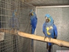 El besleme smbl macaws