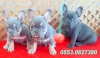 Erkek french bulldog  yavru izmir