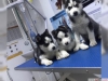 Erkek ve dii sibirya husky yavrular mevcut