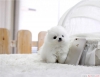 Ev eitimli pomeranian puppies