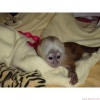 Evlat edinme iin capuchin monkey