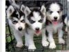 Evlat edinme iin sevimli ve sevimli sibirya husky yavrular