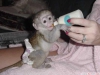 Evlat edinmek iin muhteem ve tatl capuchin monkeys