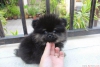 Fincan pomeranian kpek*******8**