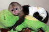 Gzel itaatkar capuchin maymunlar2491