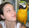 Gzel mavi ve altn macaw parrots