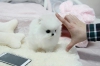 Gzel pomeranian puppies fgsfsefdas