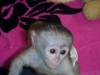 ki akll capuchin maymunlar