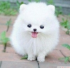 yi bir yuva iin pomeranian pups