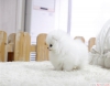 Kadn pomeranan puppy - ckc kaytl