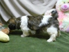 Kaliteli yetitirilen aile yetitirildi shih tzu mevcut 2784