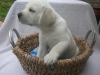 Labrador retriever yavrular satlmaya hazr