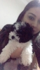 Maltese terrier 3 aylk