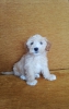 Maltese terrier