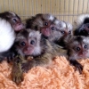 Marmoset bebek maymunlar yeni yuvasna hazr