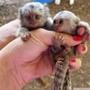 Marmoset maymunlar whatsapp(+905383172845)