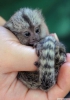 Marmoset monkeys evlat edinmeye hazr