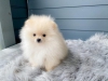 Mthis muhtesem pomeranian yavrulari0709