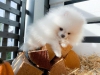 Mthis muhtesem pomeranian yavrulari1