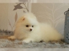 Mthis muhtesem pomeranian yavrulari4023