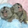 Pigme marmoset maymunlar. ltfen whatapp +973 3998 7365